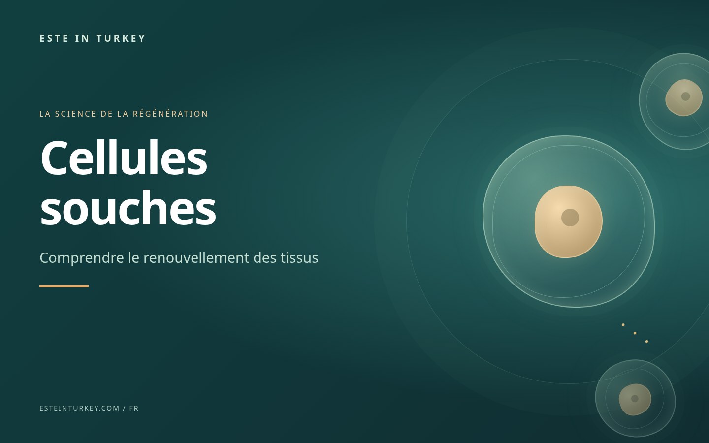 Cellules souches : ce qu’elles sont et leurs bénéfices