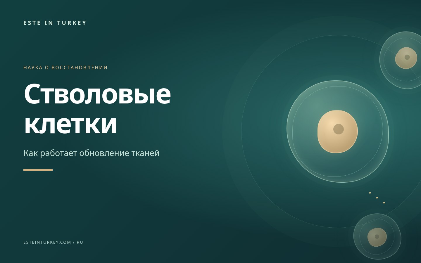 Стволовые клетки: что это такое и в чём их польза